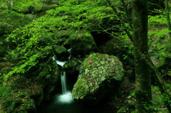 森 もっと奥へ