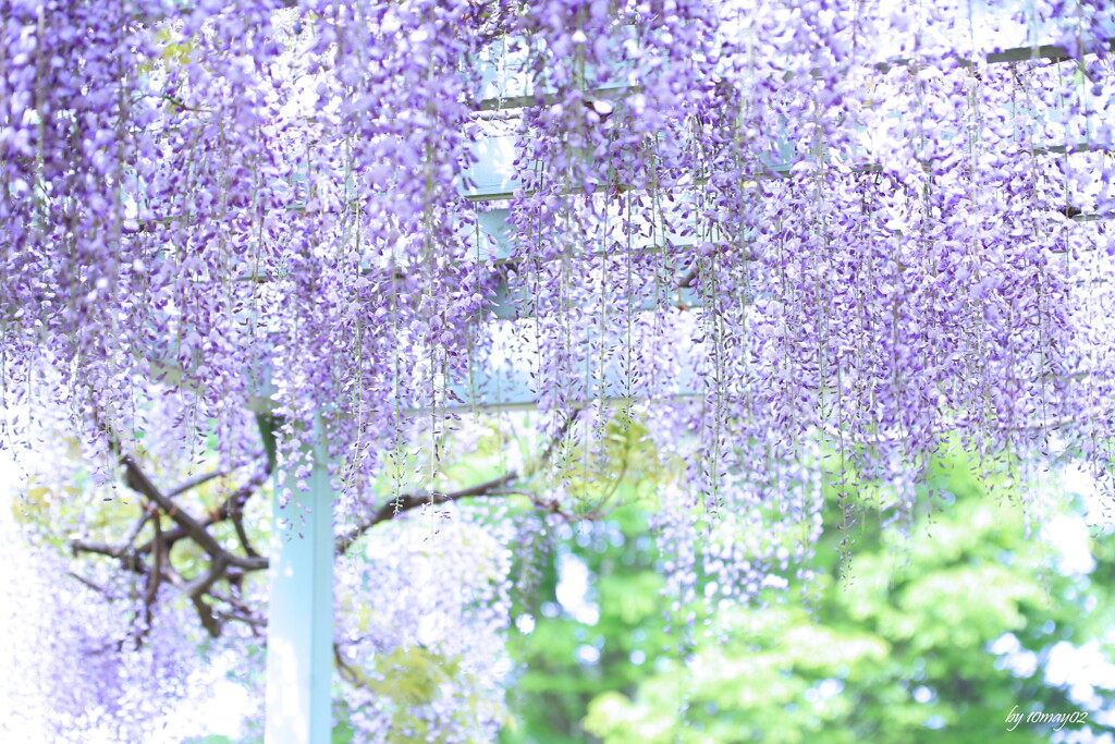花シャワー
