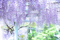 花シャワー