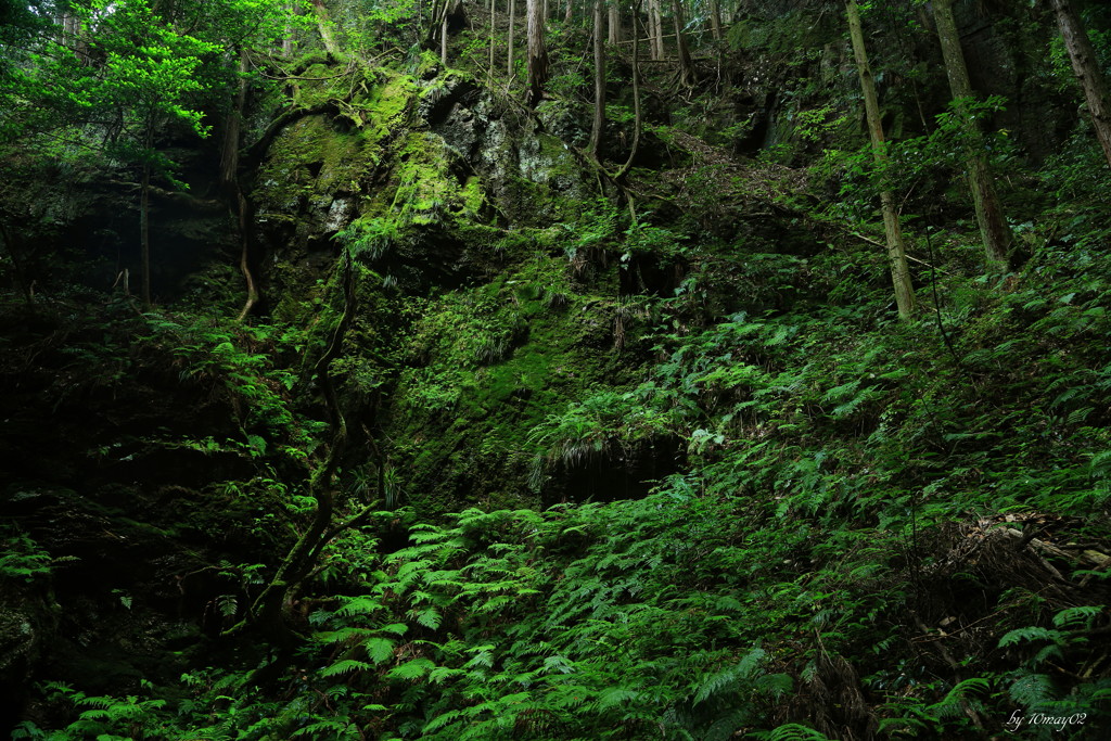 苔むす