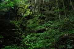 苔むす