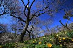 芽吹き