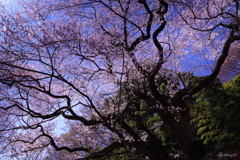 燦然と咲き誇る