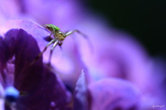 蜘蛛
