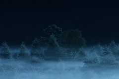 朝靄　～小田代ｹ原～