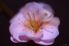 梅香る