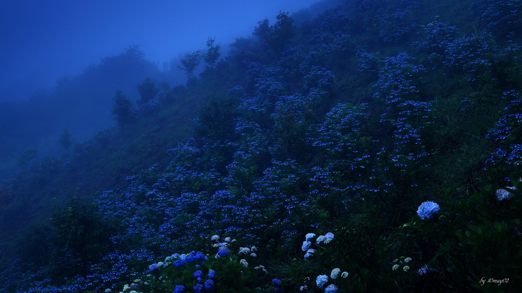 霧降の紫陽花