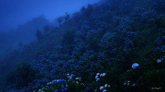 霧降の紫陽花