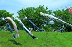 おおきい　まごいは・・・