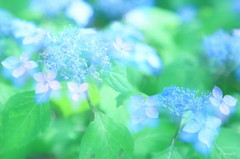 青のうつろい