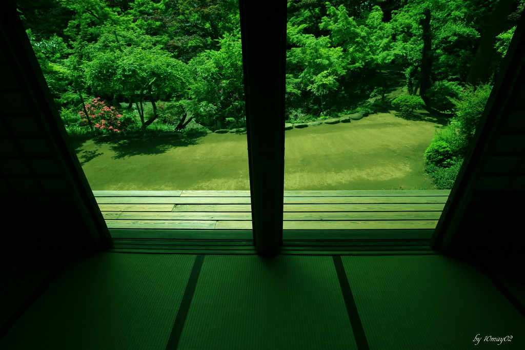 青もみじ