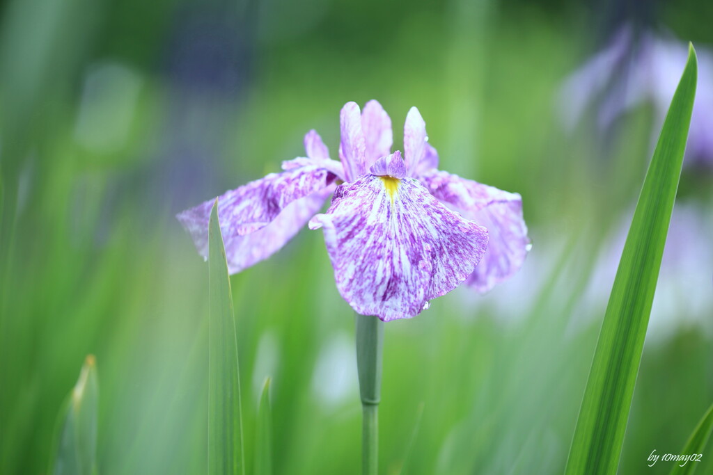 花菖蒲