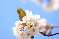 桜花絢爛