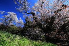 老桜
