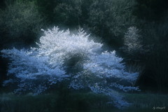 蜃気桜