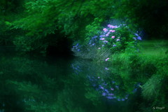 水辺に魅せる