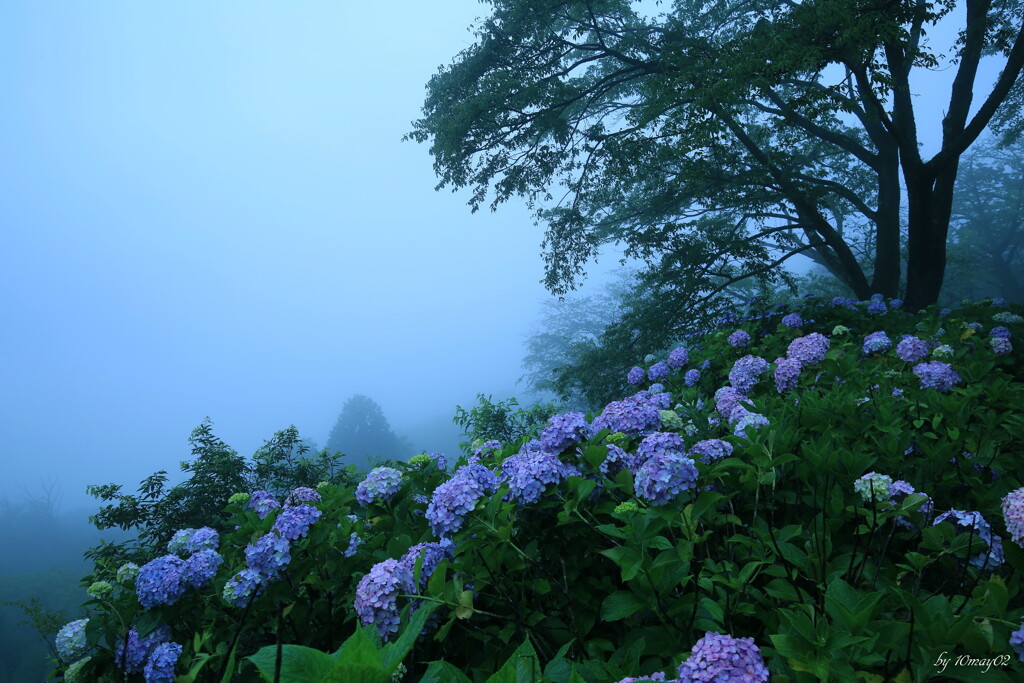 朝霧