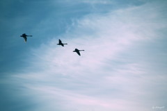 冬空