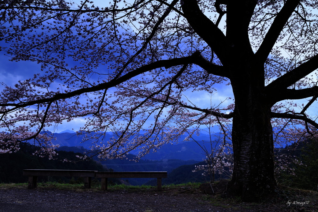 里山の一本桜