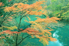 森閑の紅葉