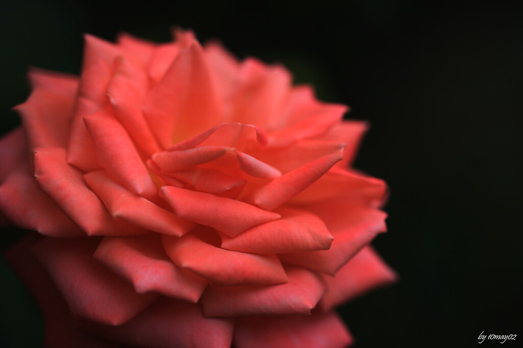 秋薔薇