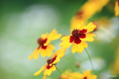 道端の雑草（ハルシャギク）