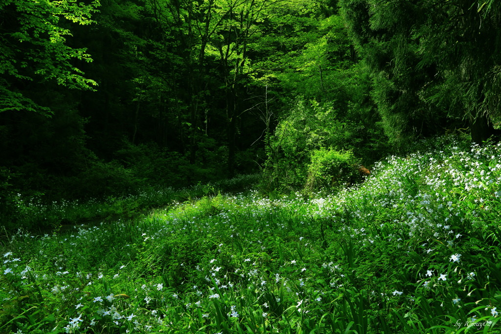 著莪の森