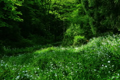 著莪の森