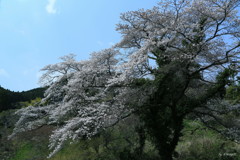 野桜