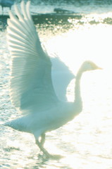 白鳥のパッセ