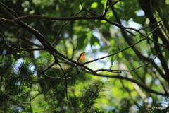 初夏の囀り