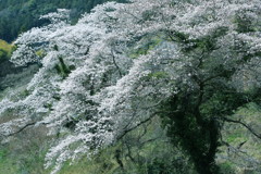野桜２