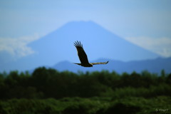 悠々飛翔