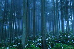 山紫陽花