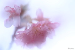 楚々
