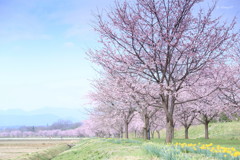 春うらら
