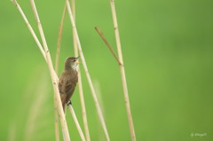 初夏の囀り　ヨシキリ