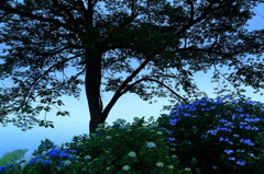 紫陽花　～秩父　美の山公園～