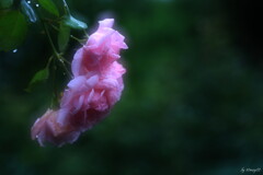 残花