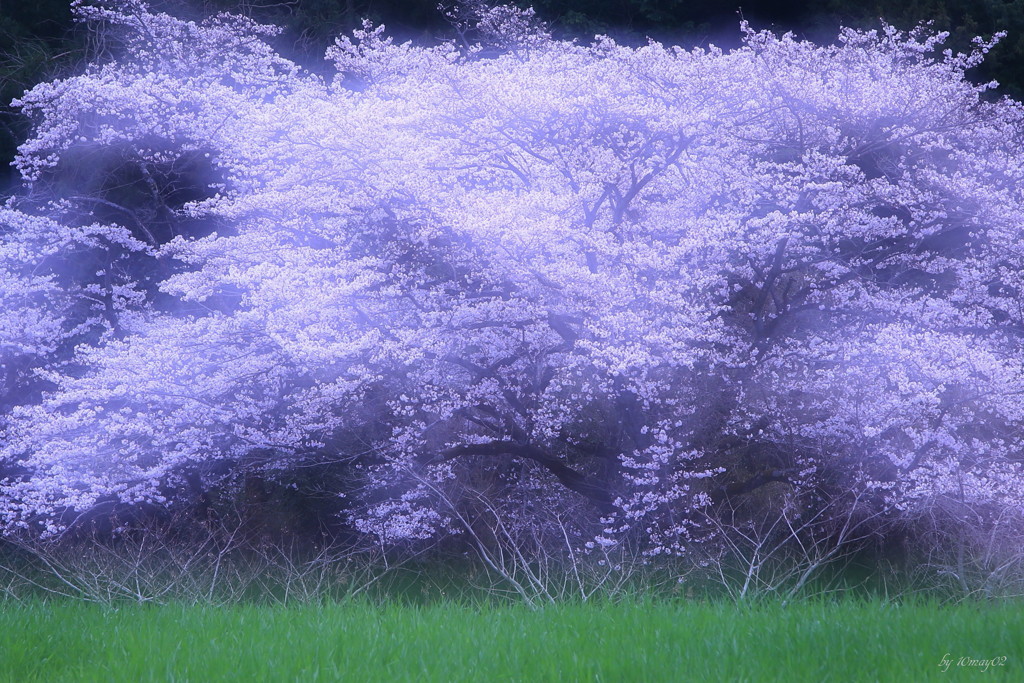 畑の桜