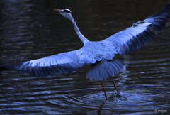  flapping