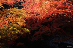 紅燃える