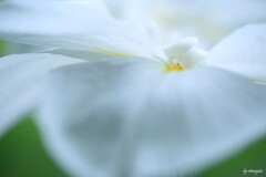 白菖蒲