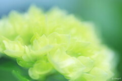 若紫陽花