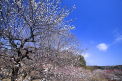 春日和