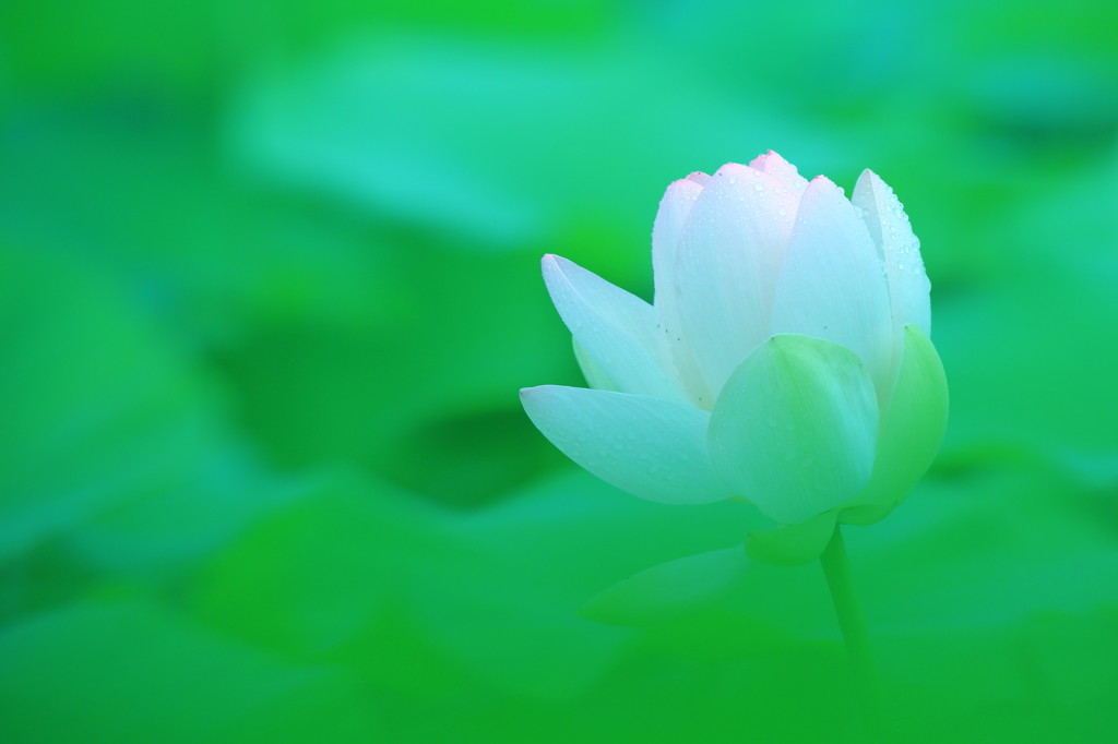 一雨