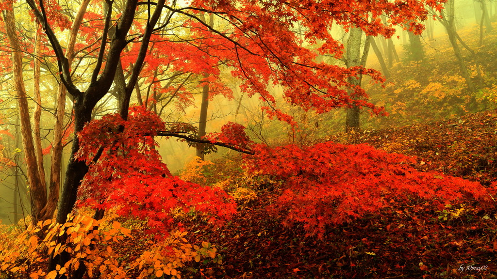 薄霧の 立ち舞ふ山のもみぢ葉は　～新古今和歌集～