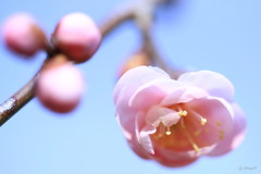 梅香る