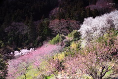 桃源郷