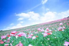 天空のポピー2019（今年も中止）